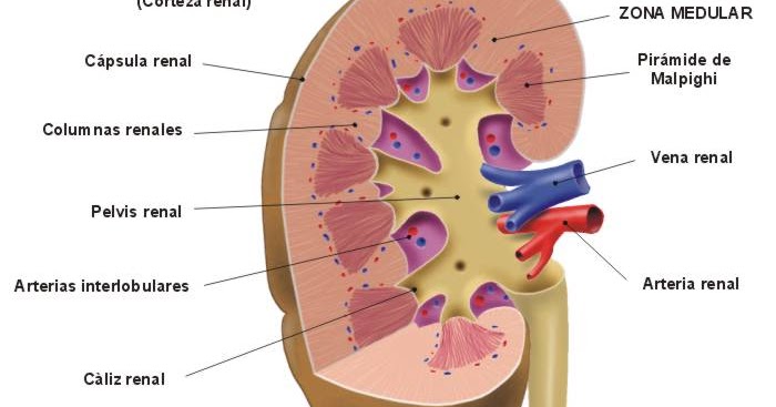 La osteocondrosis el tratamiento vangi