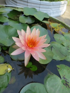 Water Lily in Phnom Penh