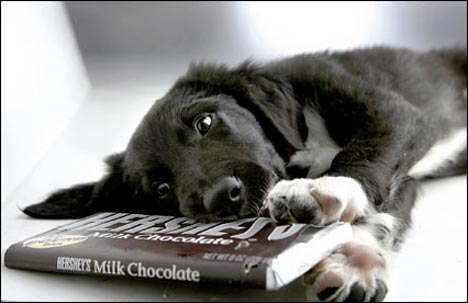 Get Up and Go Dogs and Chocolate The Truth dogs and chocolate truth