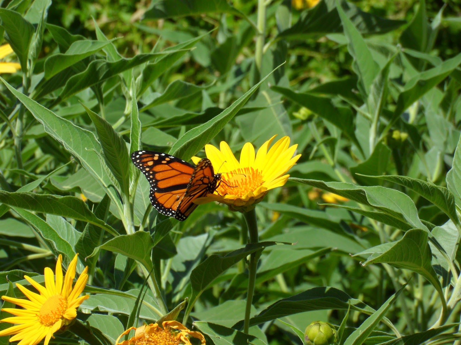 Monarch Butterfly Male