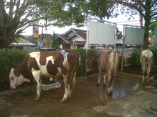 Qurban Yamsik - Happy Eid Al-Adha 1432 H