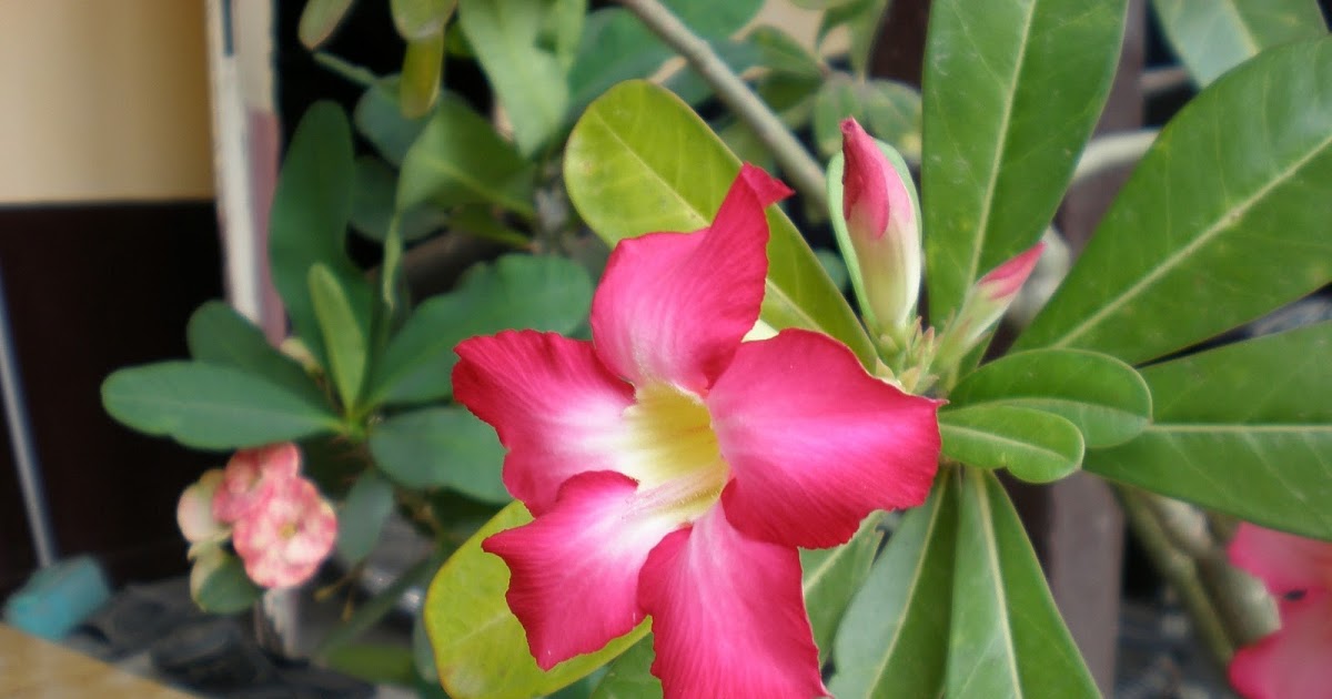The Paradise Land Bunga Seroja Seroja atau lotus (nelumbo nucifera gaertn.) adalah spesies tumbuhan air tahunan dari genus nelumbo yang berasal dari india. msyukri63 blogspot com