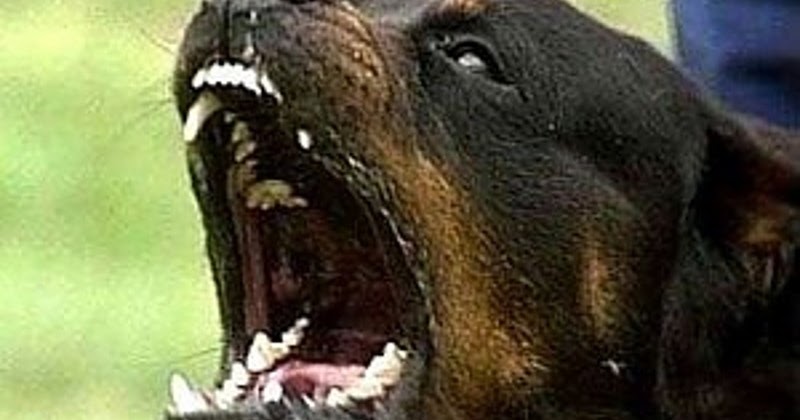 how can a rottweiler bite bite of a rottweiler many how can a rottweiler bite bite of a rottweiler many