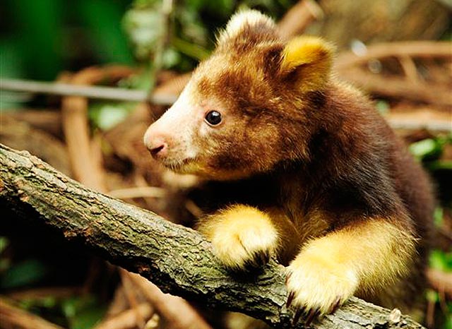 จิงโจ้ต้นไม้ (Tree kangaroo) ความน่ารักของผืนป่า