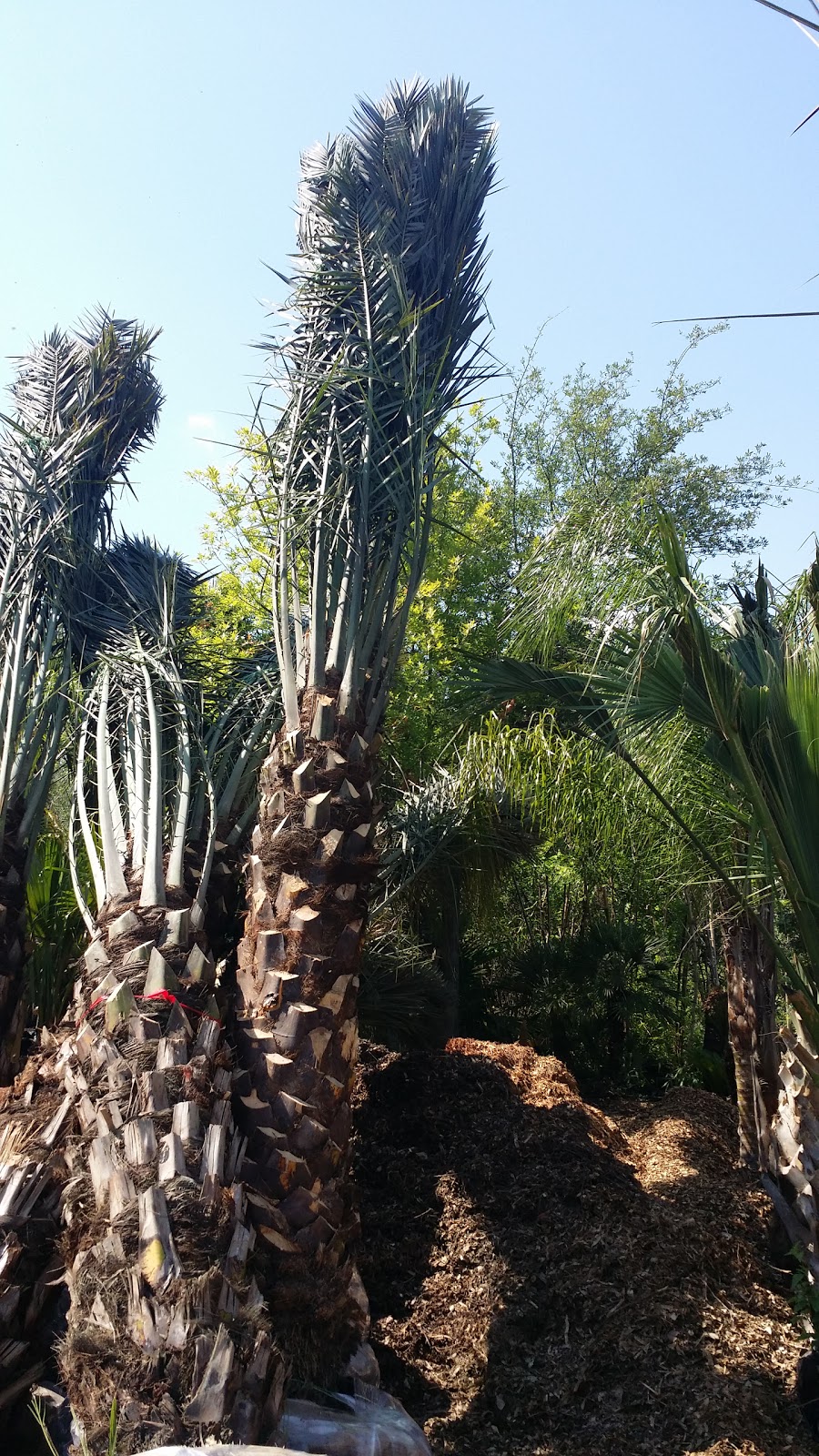 Cold Hardy Palm Trees in Houston Palms for your summer projects in