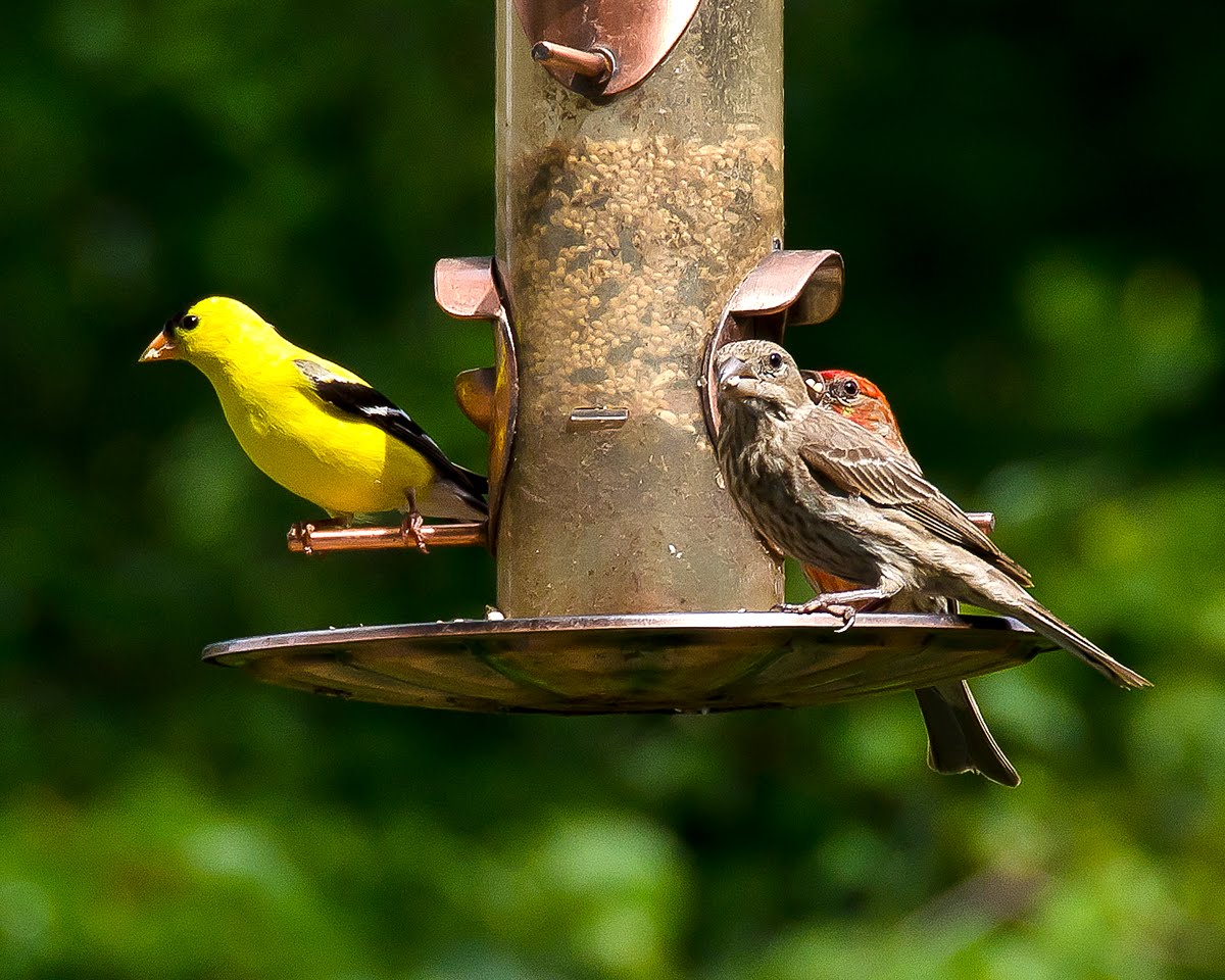 The Smith's of Western North Carolina: Goldfinch and Indigo Bunting