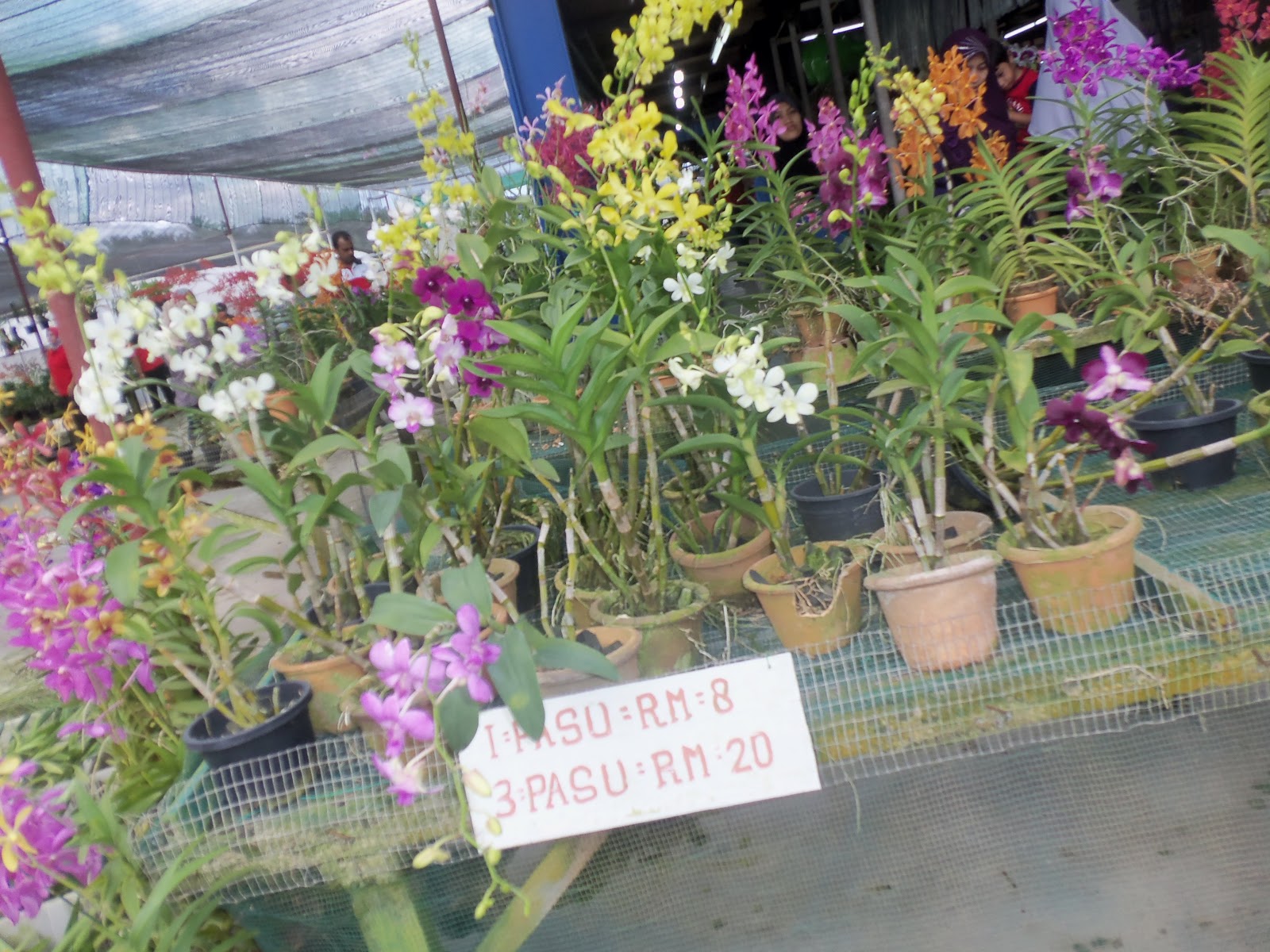 Orkid Latex 2 Tangkai Murah Shopee Malaysia