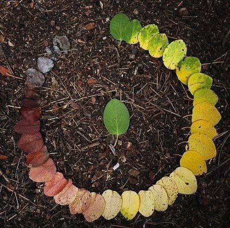 The Life Cycle of a Leaf