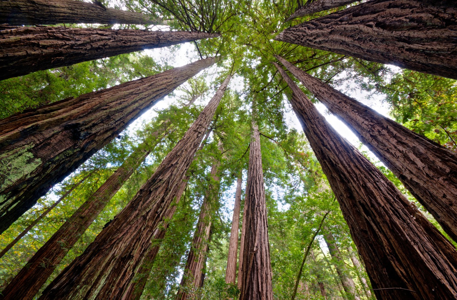 Flonimal Nesia Redwood , Pohon Purba dan Raksasa Di Dunia