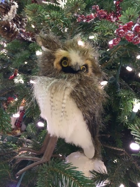 Medium owl Medium owl