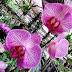 Keeping Orchids Plants in Pots