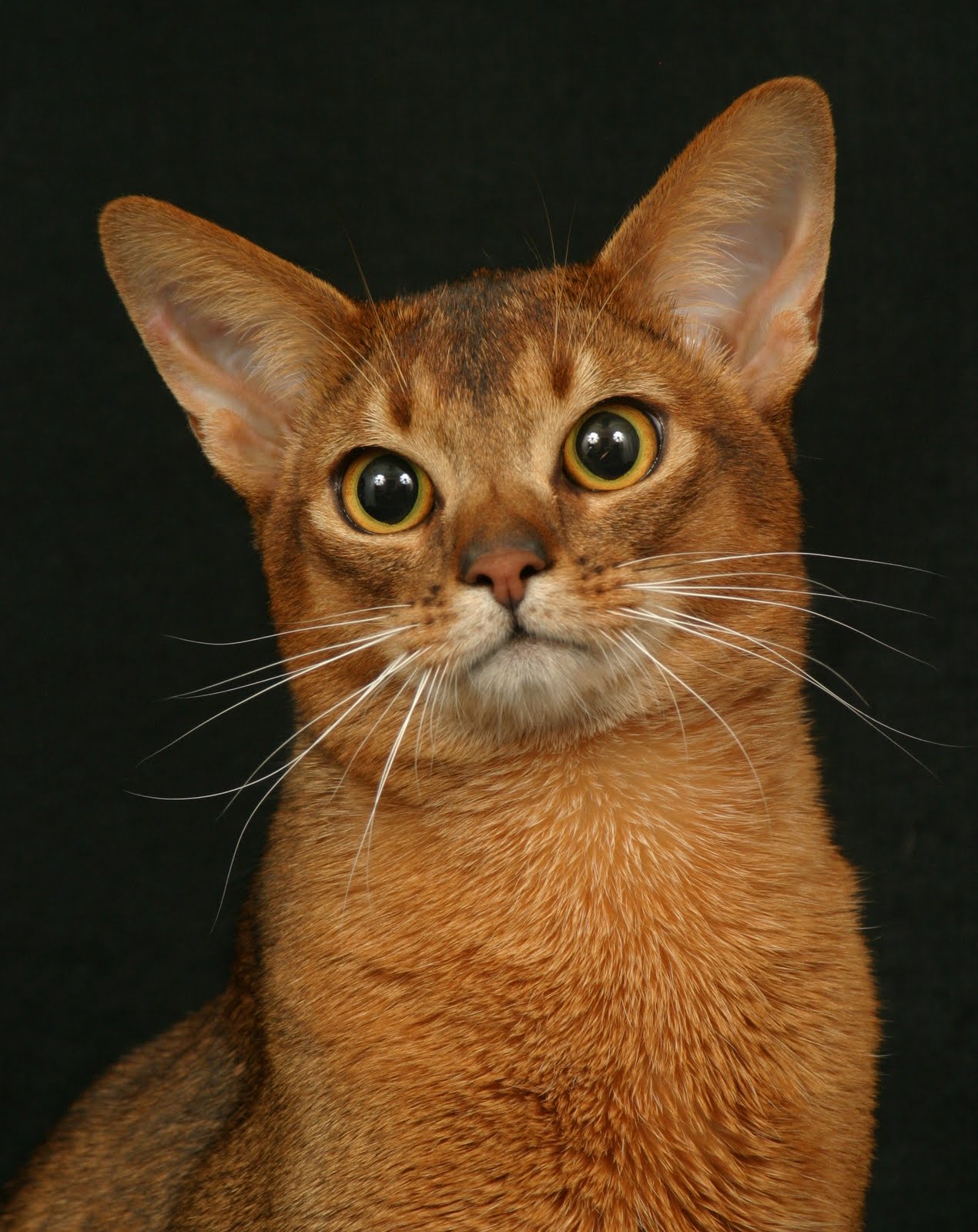 Abyssinian Cat Photography