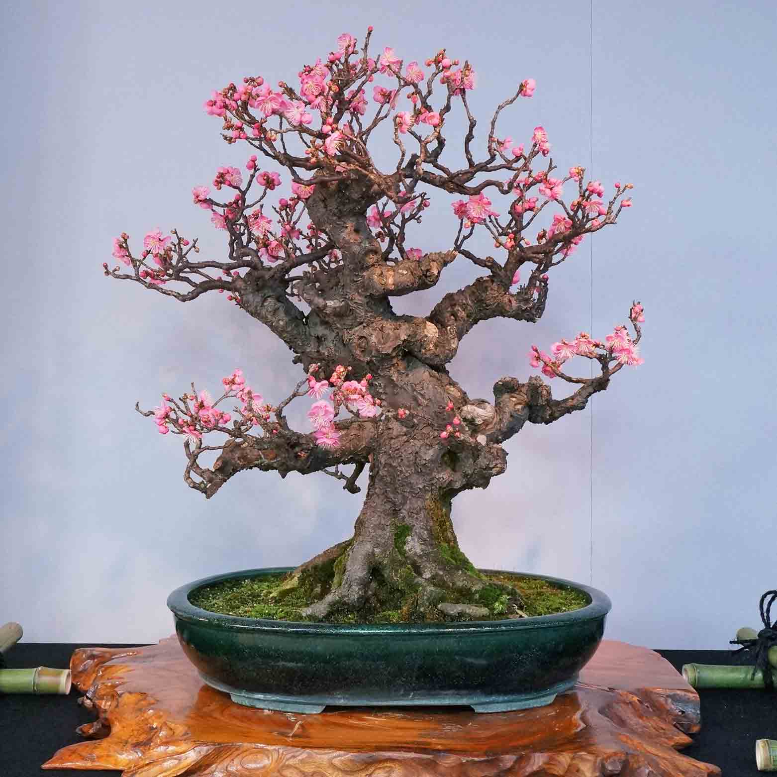 For Your Small Japanese Garden by YUKIMONO The 65th Bonsai Exhibition