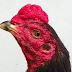 Mitos Jengger Ayam Laga