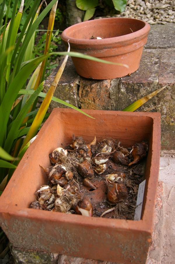 John Grimshaw's Garden Diary Looking forward and back