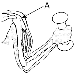 Muscles Quizlet