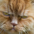 Are cats' noses supposed to be wet?