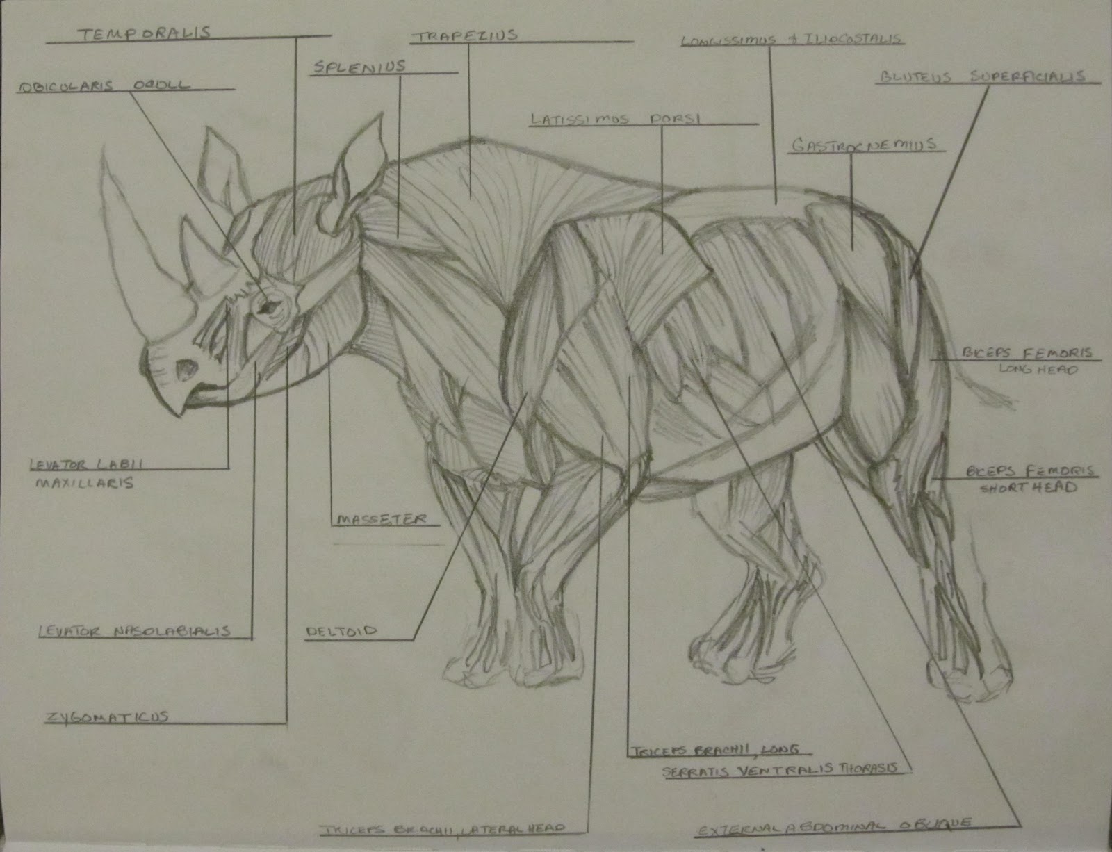 rhino muscles