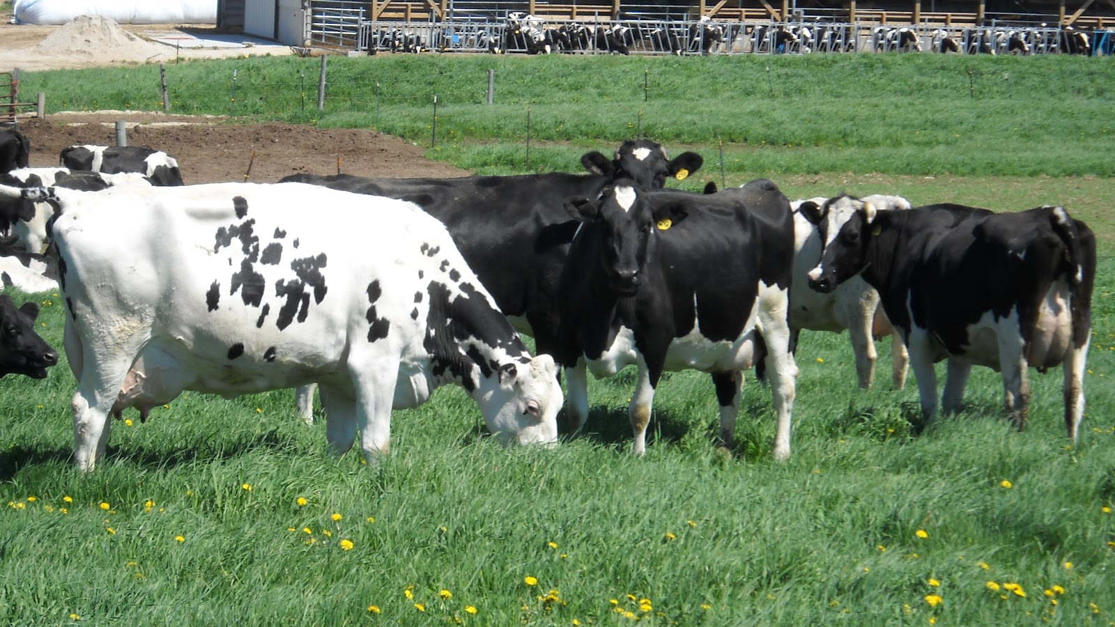 Poverty Prepping Raising Animals for Meat!