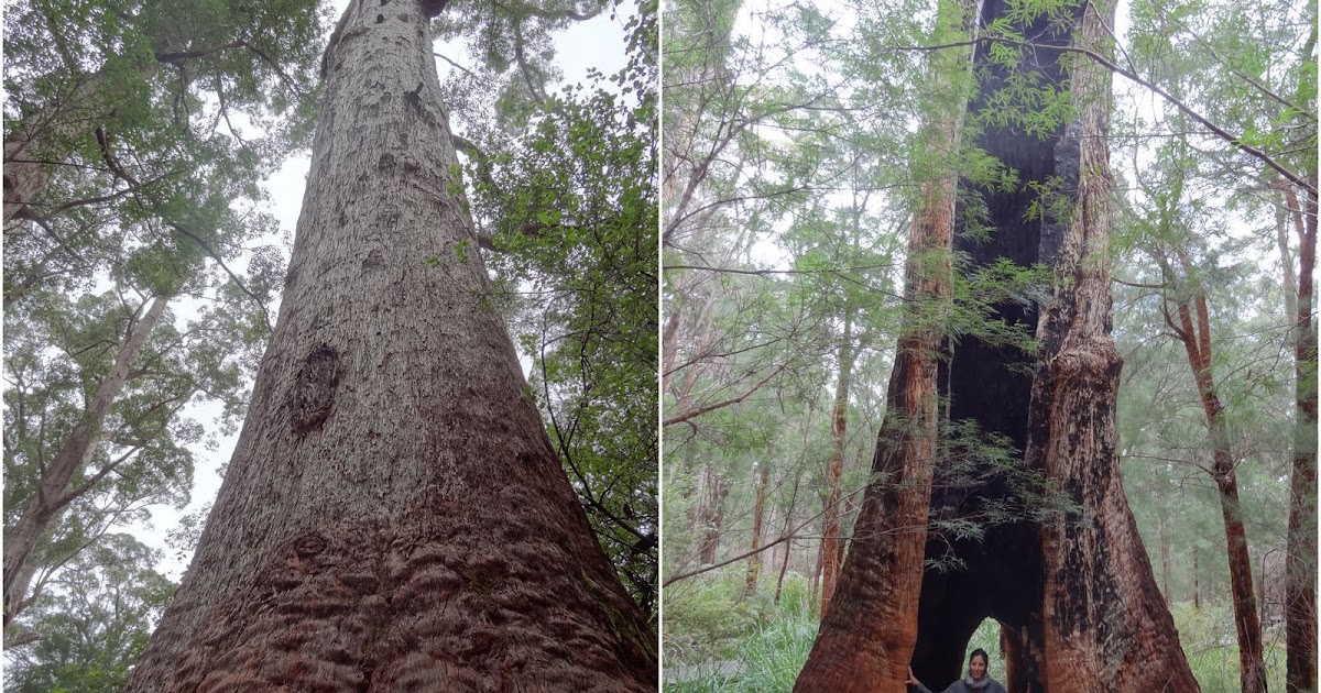 TheFroggiesTrip La vallée des géants