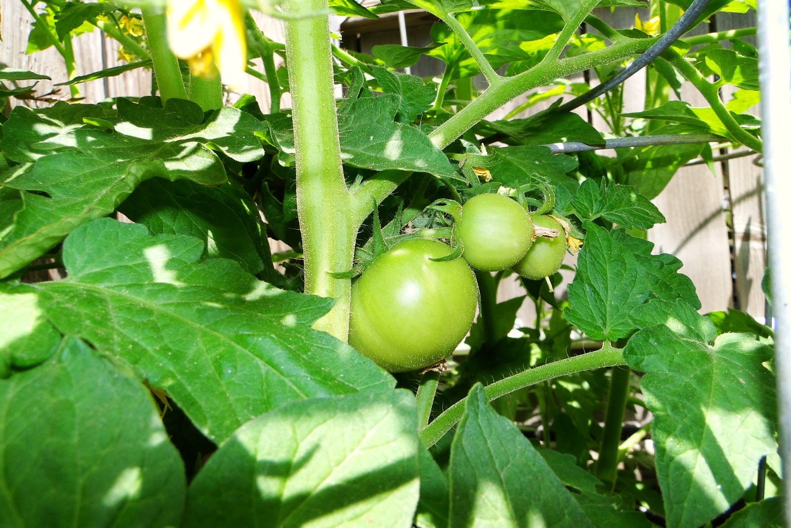 Alejandro Pepper Farm March 2013