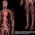 Perbedaan Sirkulasi Darah pada Janin, Neonatus dan Orang Dewasa thumbnail