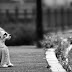 10 Consejos útiles para encontrar un perro perdido
