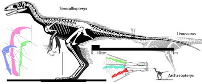 Sinocalliopteryx skeleton