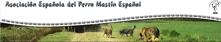 Asociación del Mastín español.