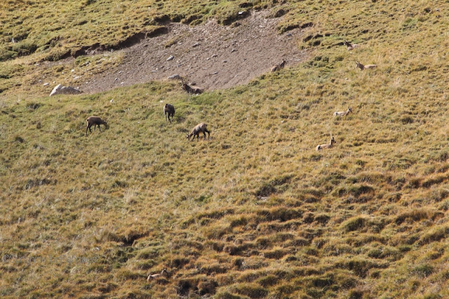 A group of Chamois on alpine grassland A group of Chamois on alpine grassland
