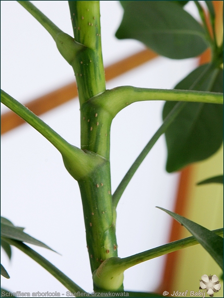 Schefflera arboricola - Szeflera drzewkowata łodyga