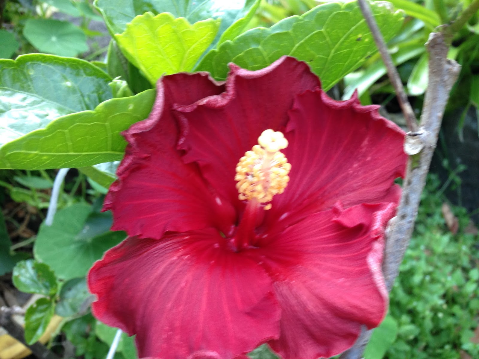 Florez Nursery a few winter Hibiscus