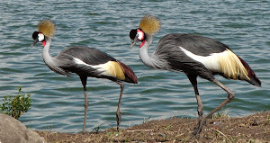 crested cranes