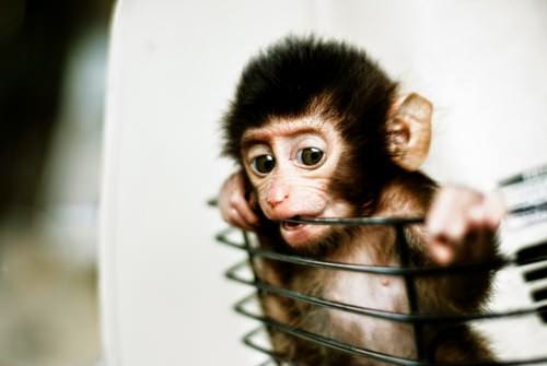 Koleksi Gambar-gambar Monyet Yang Cute Sangat Koleksi Gambar-gambar Monyet Yang Cute Sangat, Baju Monyet, Jenis-jenis Monyet, Nama Saintifik Monyet, Monyet Yang Comel,