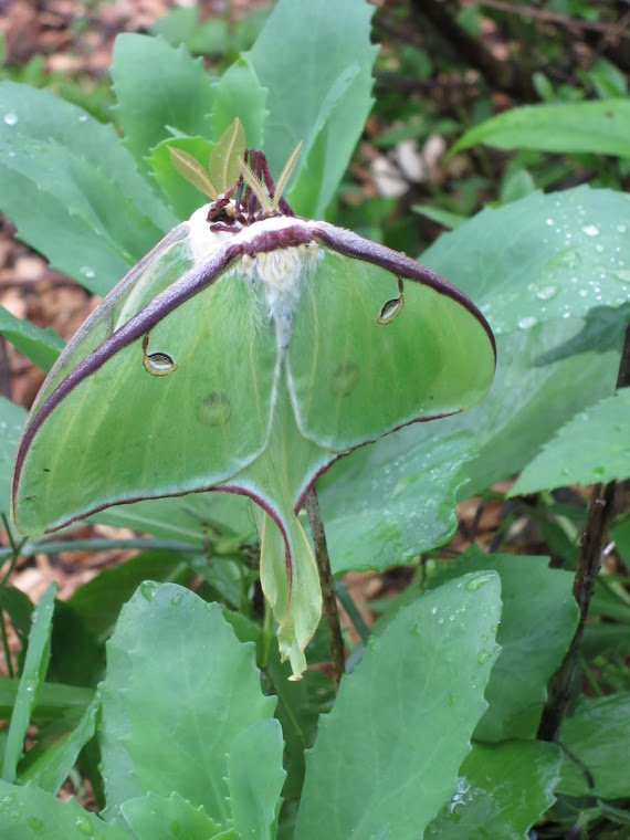 Luna Moths