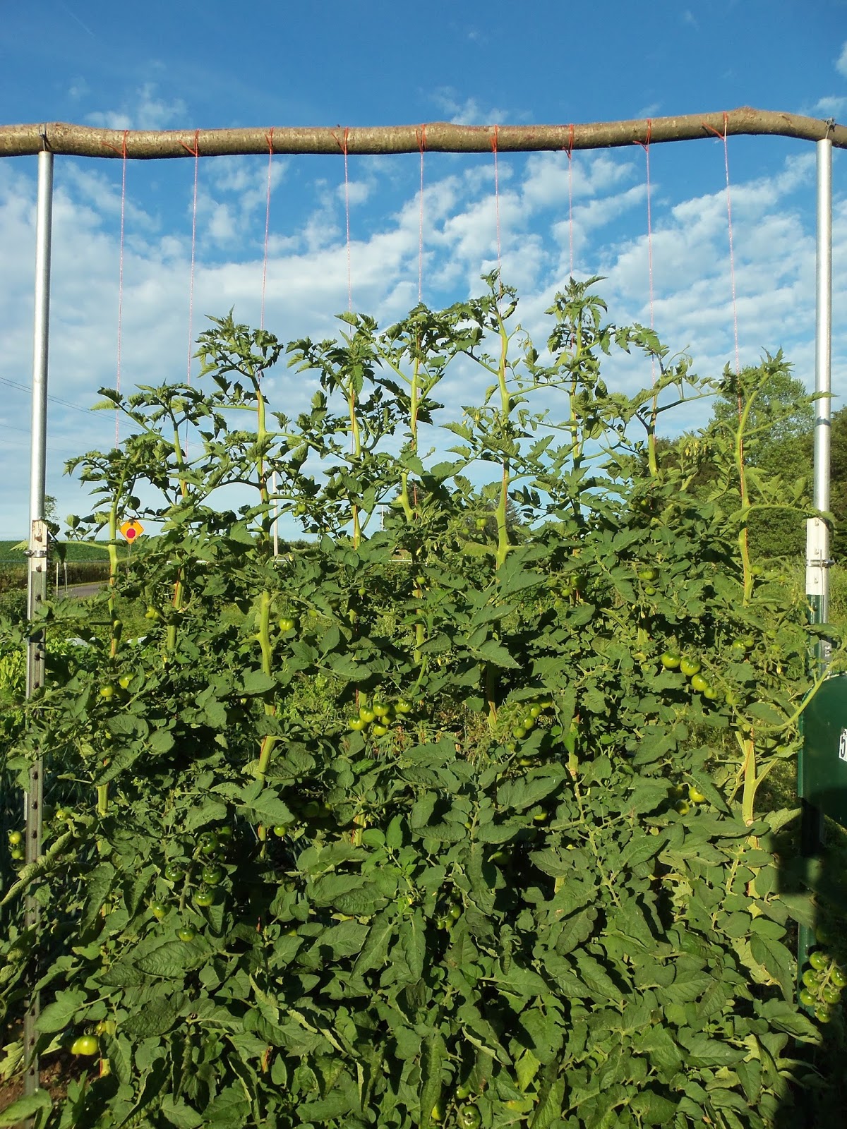 Whizbang Trellis Instruction: How to MakeT-Post Trellis Spans