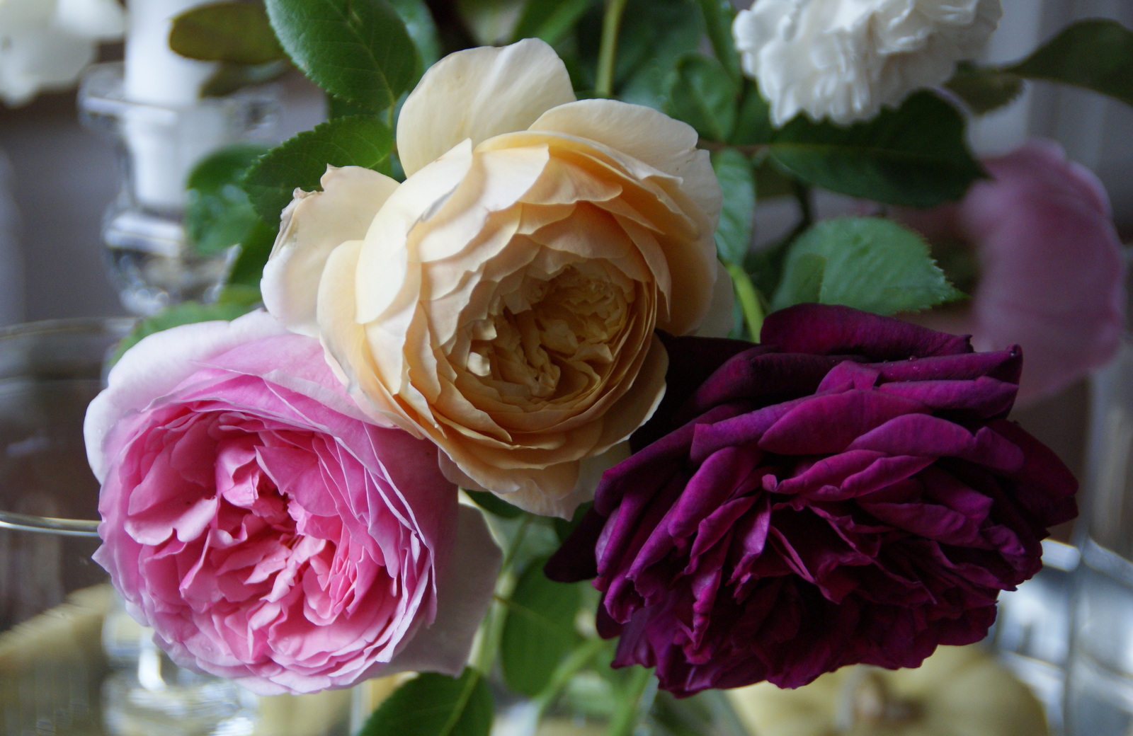 Organic Garden Dreams October Roses