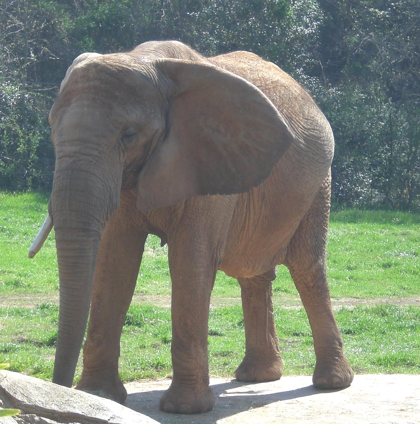 Travel NC With Kids North Carolina Zoo in Asheboro This is One Huge