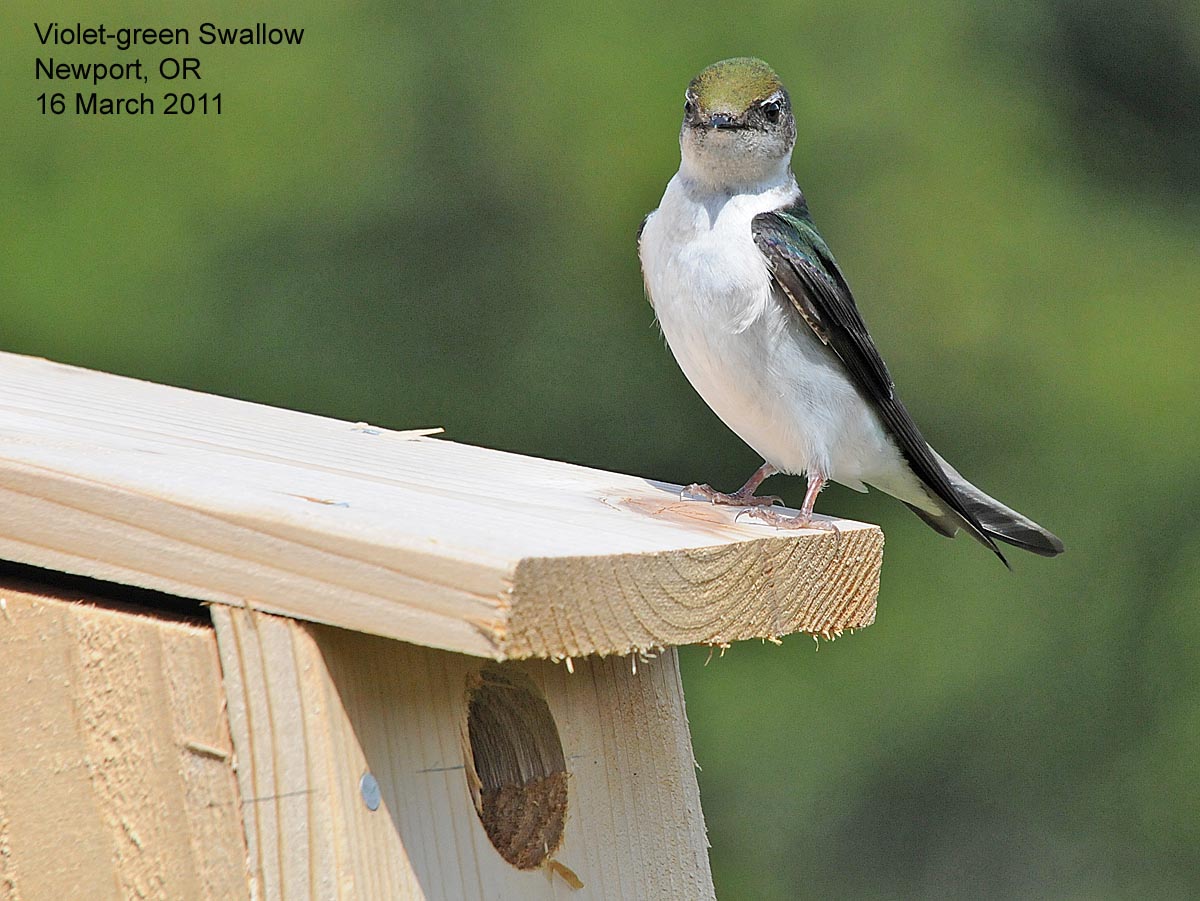We Are Not Swallows Algeria The I B Tauris Blog
