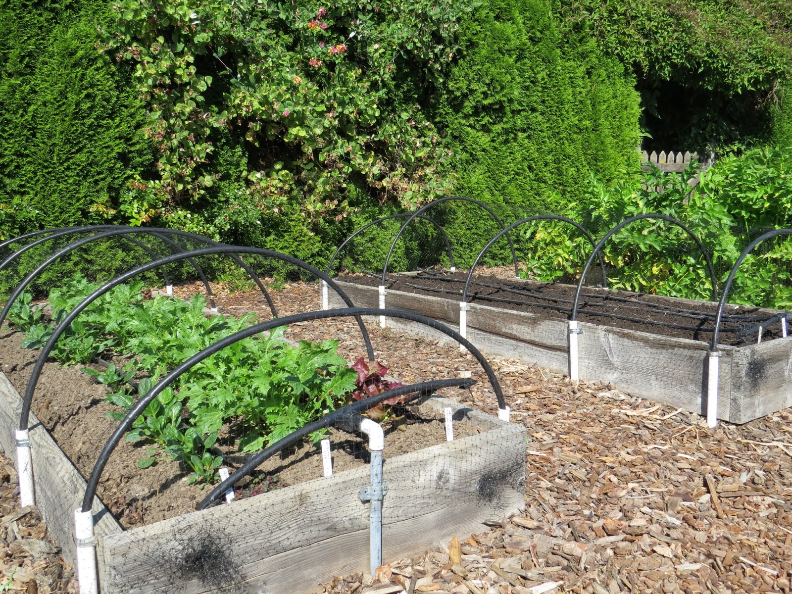 Fall/winter garden gets underway! - Susan's in the Garden