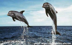 two dolphins jumping out of the water