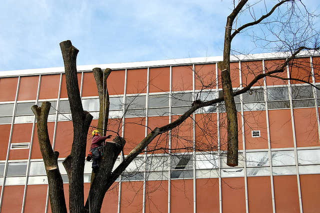 american elm tree bark. elm tree identification. american elm tree bark.