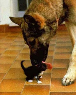 Funny DOG Pictures