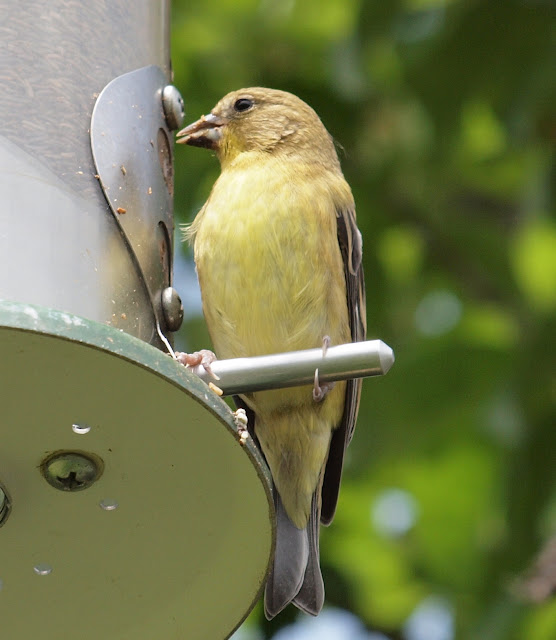 Birding Is Fun!: Pine Siskin & Lesser Goldfinch