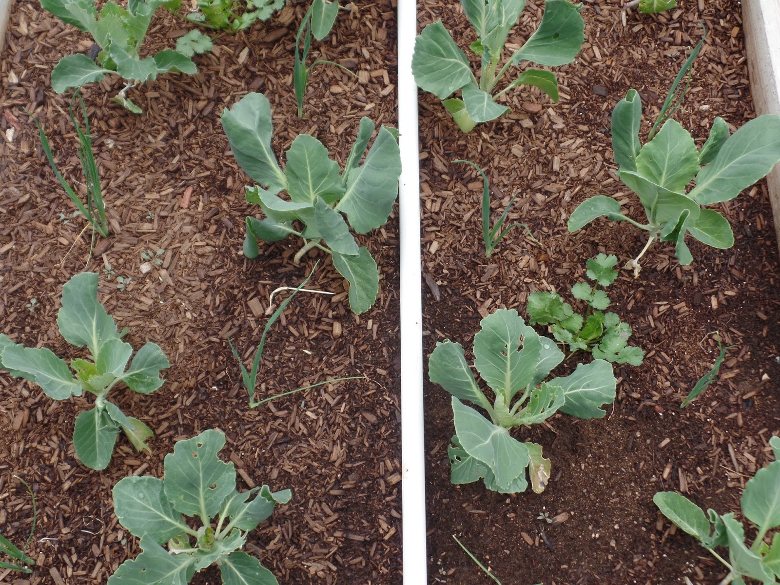 Growing Organic Broccoli and Cauliflower A Royal Treat