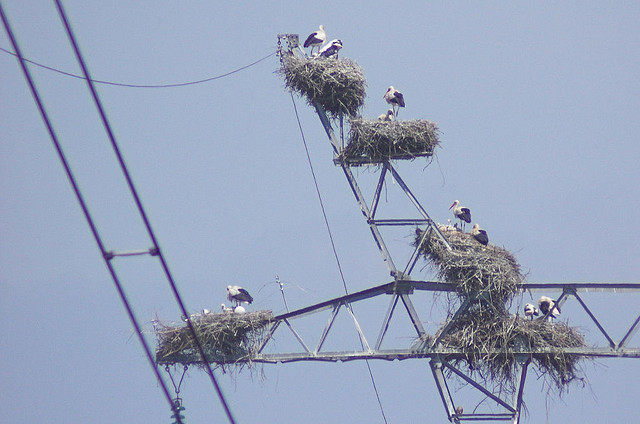 aves