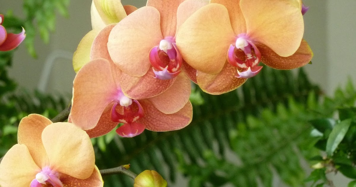 A Thousand Reasons Happy Valentine Saying it with Orchids & “Desired