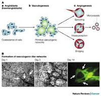 VASCULOGENESIS VASCULOGENESIS