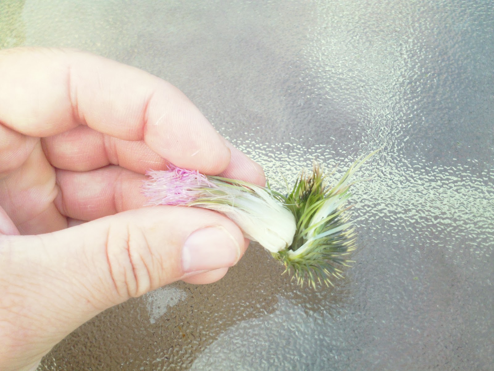 Fitzpatrick Farm Thistle The artichoke you can grow in