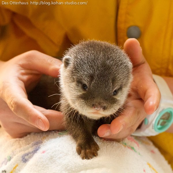 cute baby otter, baby otter, cute baby animals, baby animal pictures